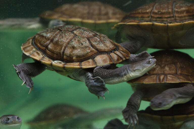 Chelodina mccordi Chelodina mccordi