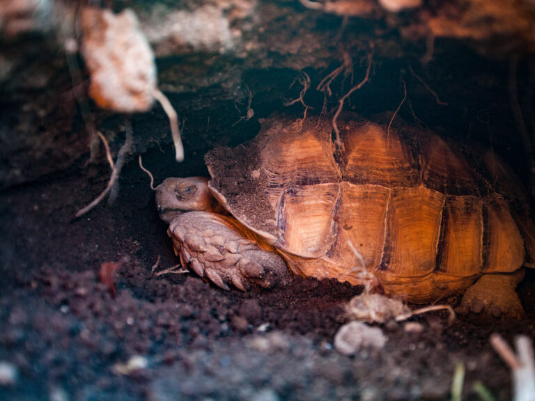 Centrochelys sulcata Centrochelys sulcata