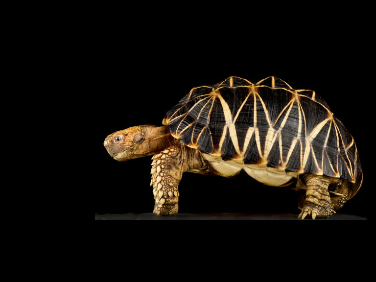 Geochelone platynota Geochelone platynota