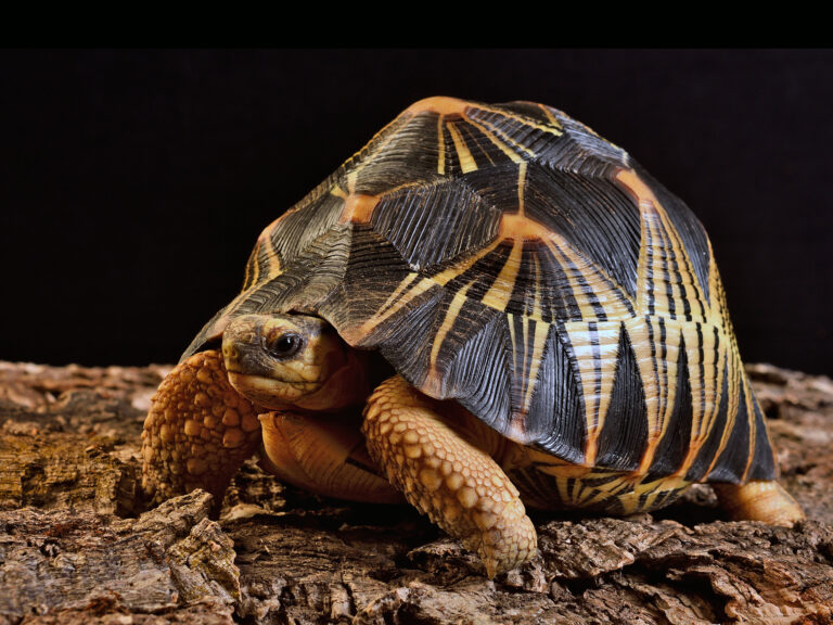 Astrochelys radiata Astrochelys radiata