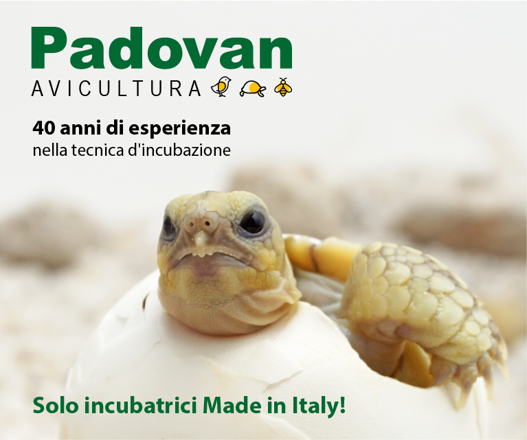 padovan avicoltura vendita incubatrici