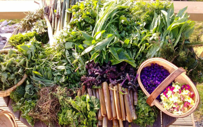 Componenti dietetici adatti a cheloni erbivori in cattività Componenti dietetici adatti a cheloni erbivori in cattività