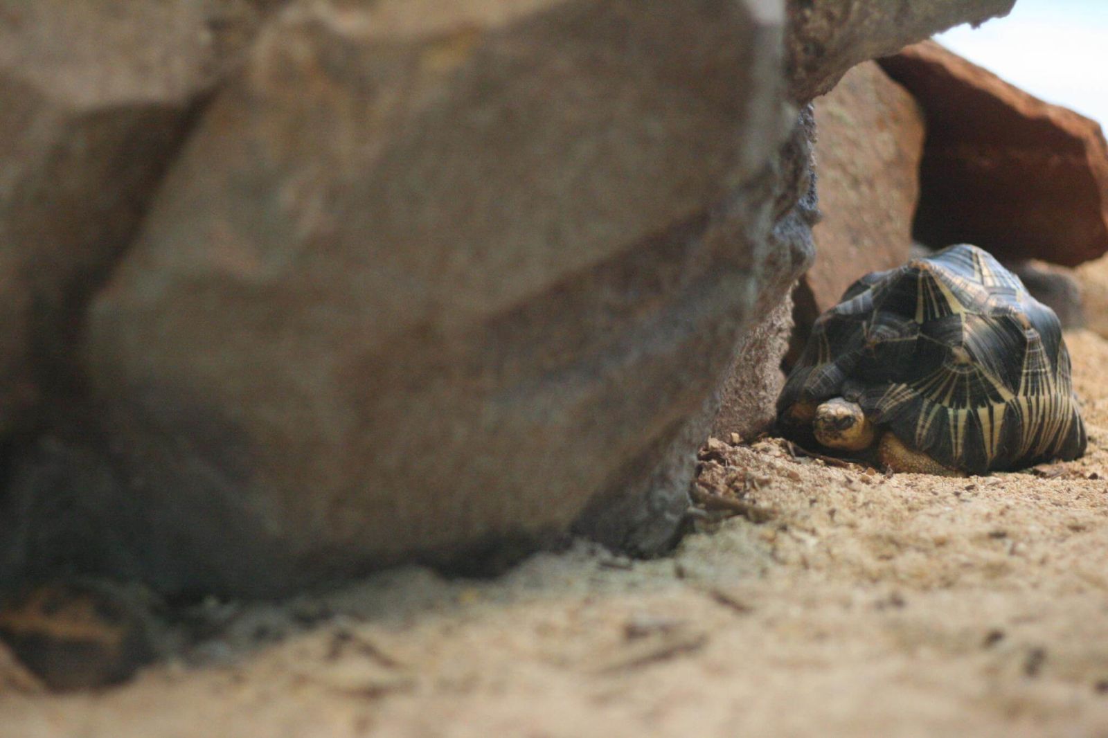 Astrochelys radiata