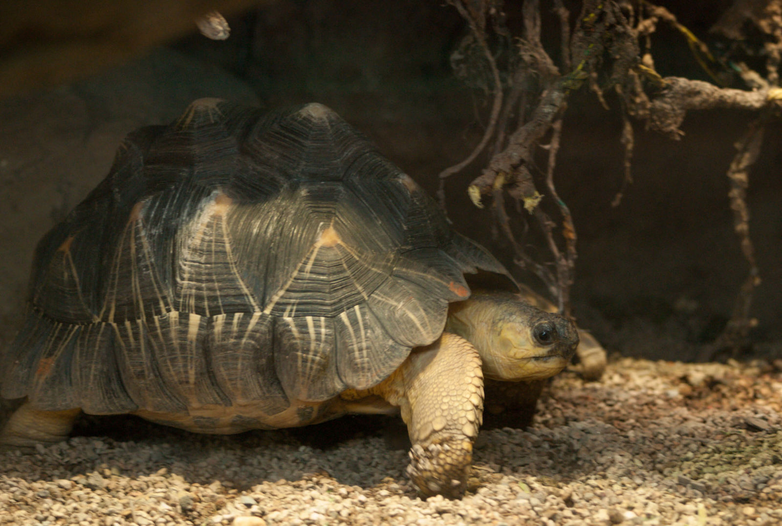 Astrochelys radiata