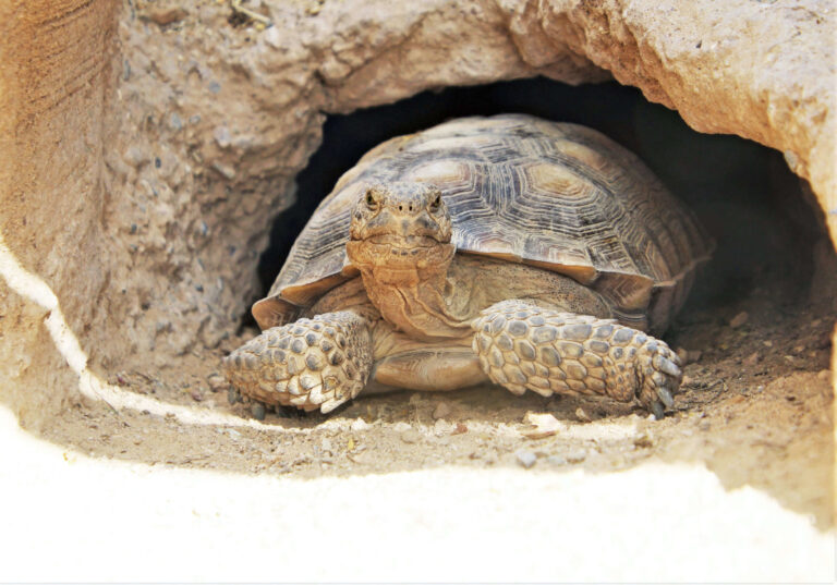Le tane degli animali sono rifugi per il cambiamento climatico Le tane degli animali sono rifugi per il cambiamento climatico