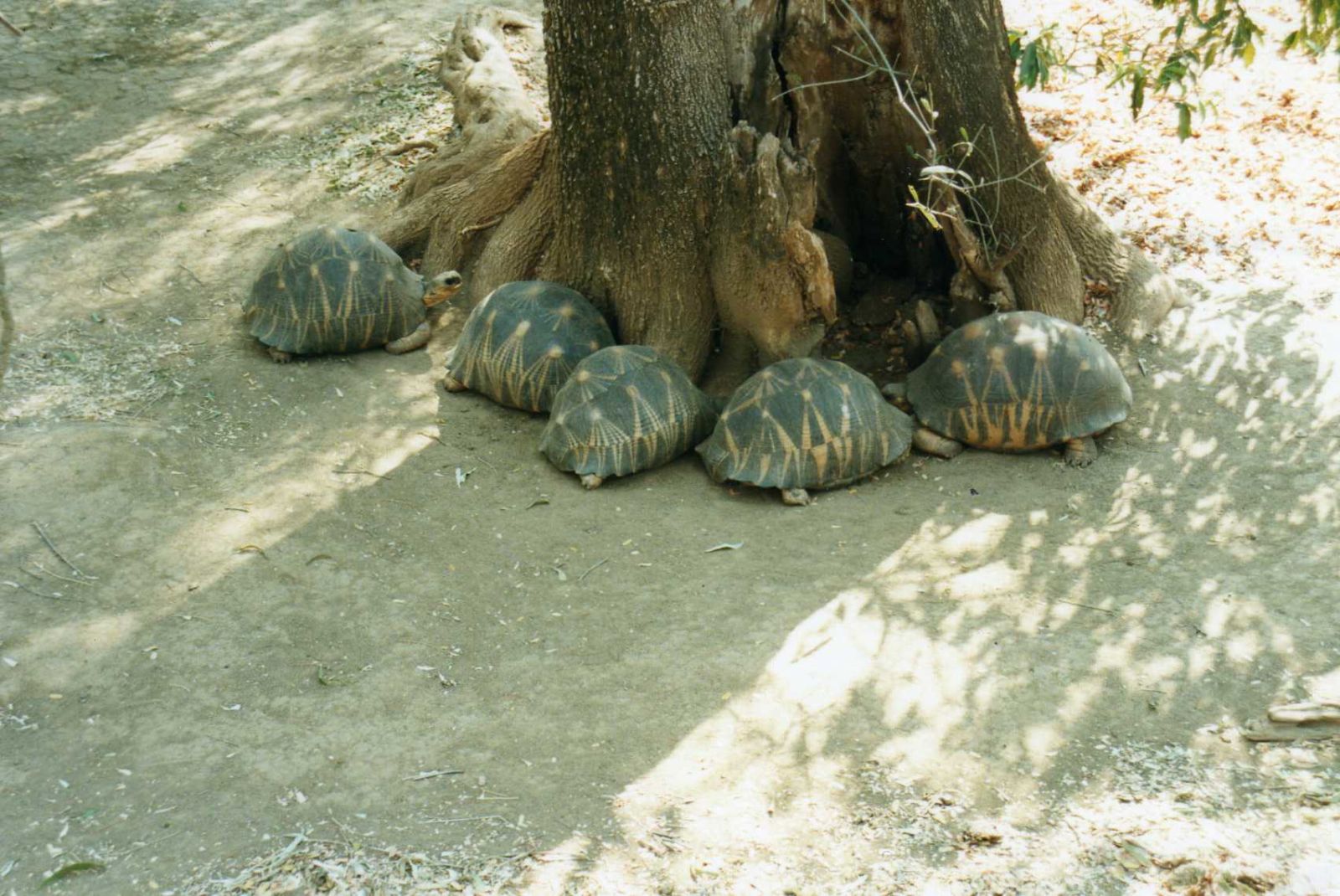 Astrochelys radiata