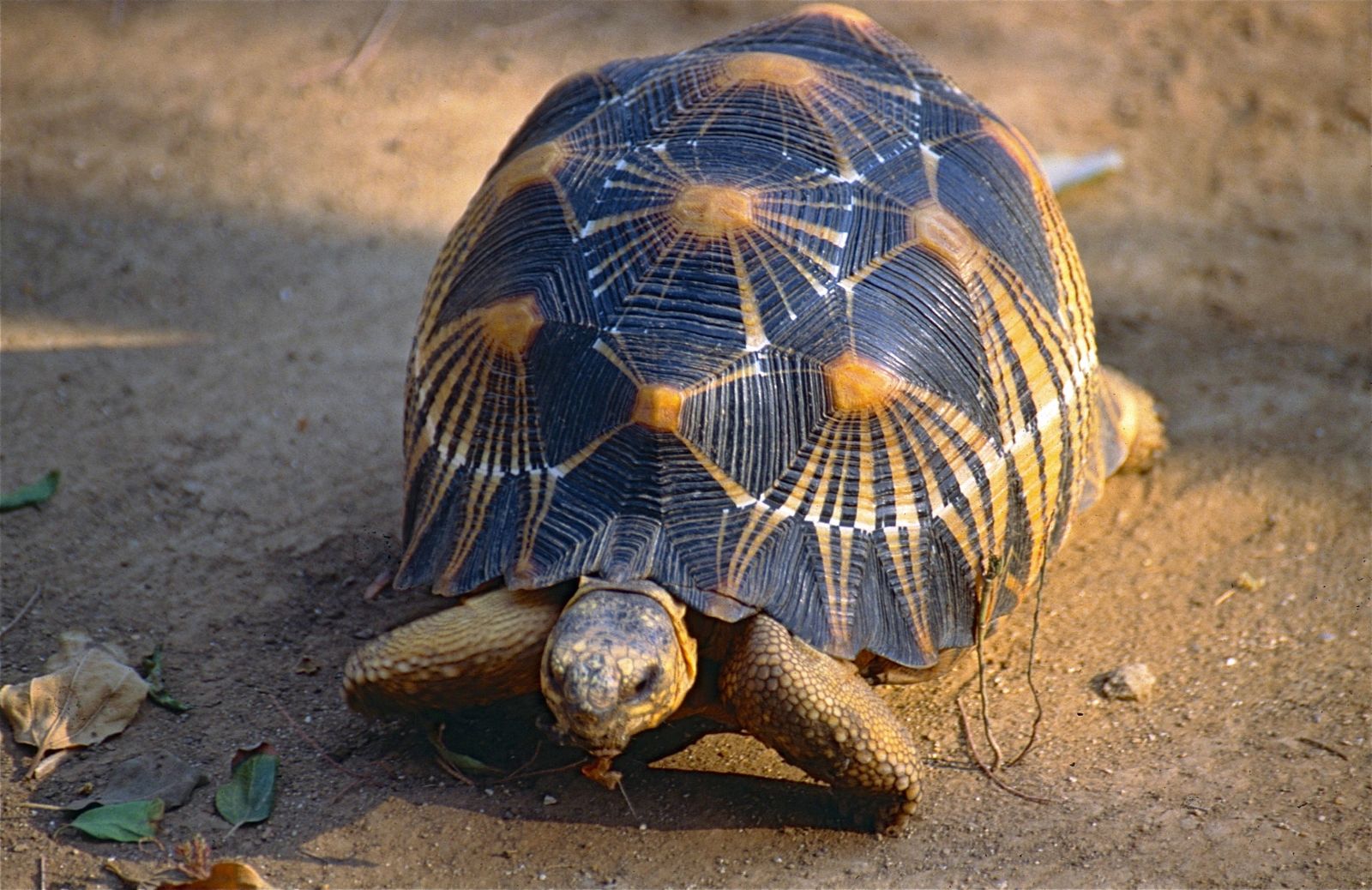 Astrochelys radiata
