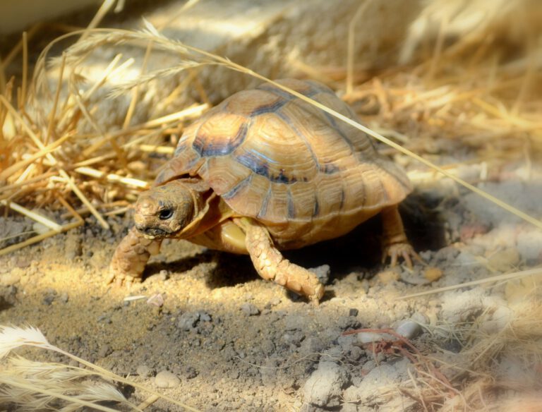 Testudo kleinmanni Testudo kleinmanni