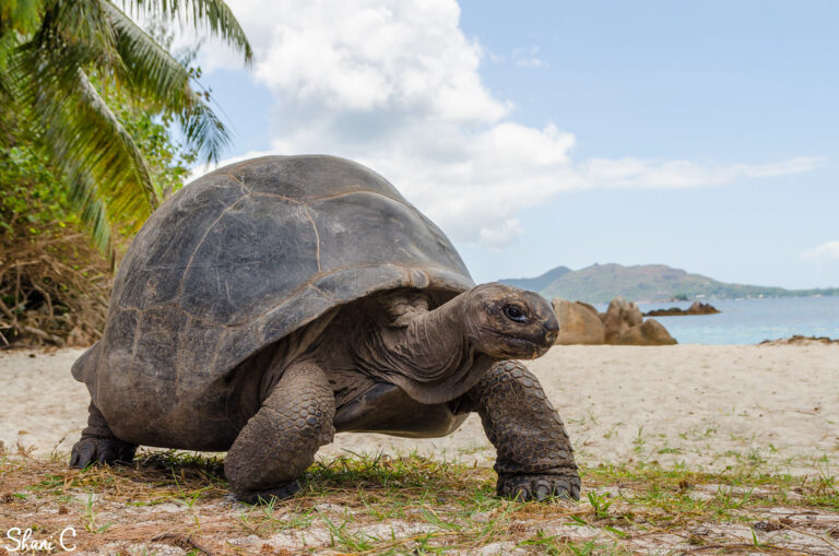 Aldabrachelys gigantea