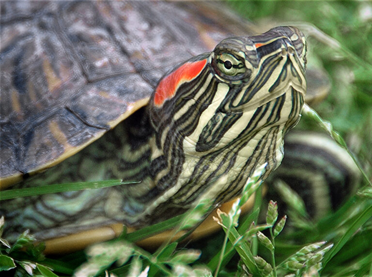 Trachemys scripta elegans Trachemys scripta elegans