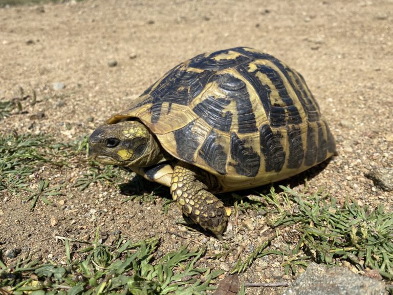 Testudo hermanni Testudo hermanni