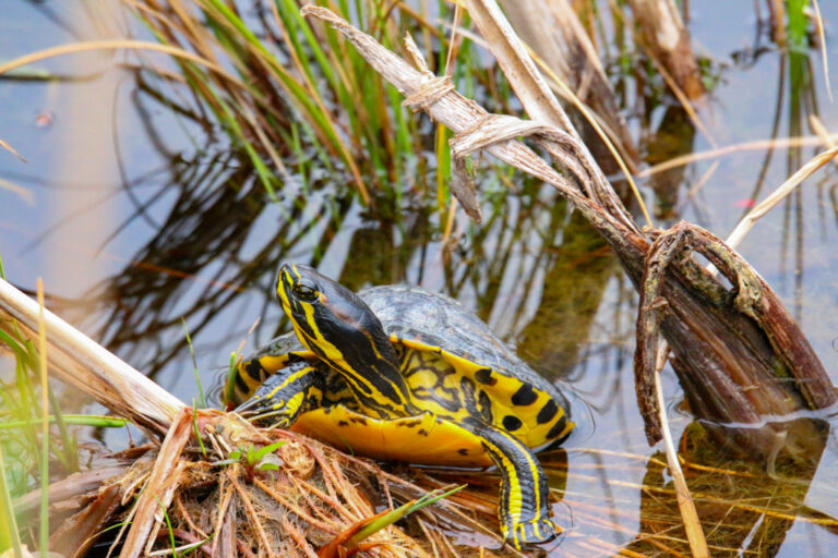 Trachemys scripta scripta Trachemys scripta scripta