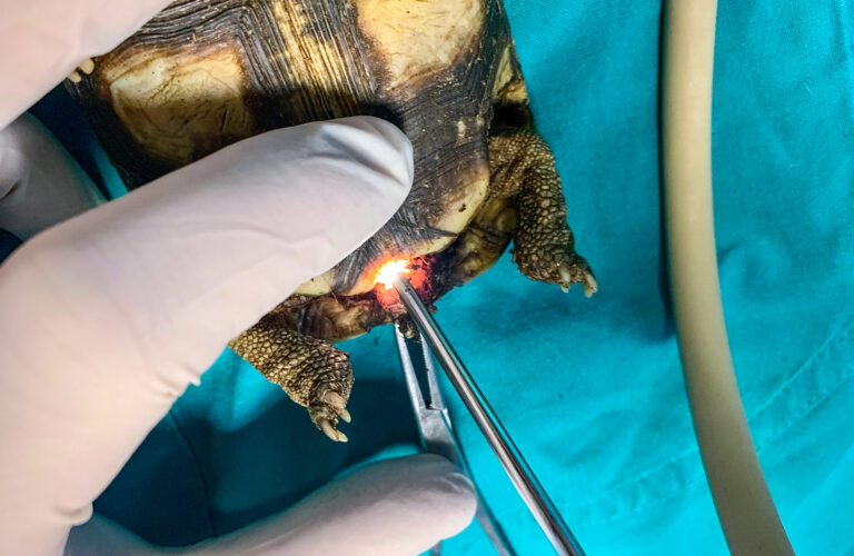 Sessaggio nelle giovani testuggini Sessaggio nelle giovani testuggini