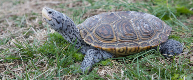 Malaclemys terrapin Malaclemys terrapin